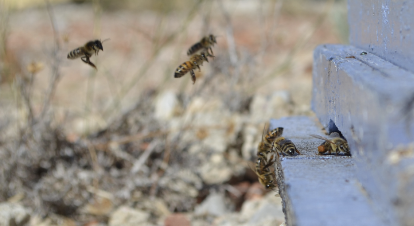 Professional beekeeping background - honeybees on honeycomb